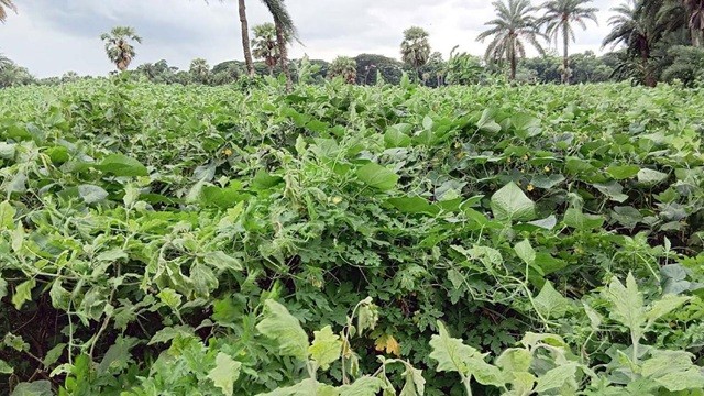 একই ক্ষেতে তিন সবজি, কৃষকের মুখে তৃপ্তির হাসি