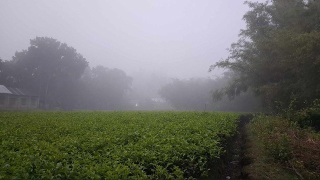 ভাদ্রের মাঝামাঝিতেই পঞ্চগড়ে ঘন কুয়াশা